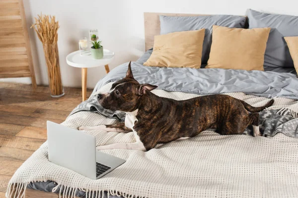 American staffordshire terrier lying near laptop on bed at home — стоковое фото