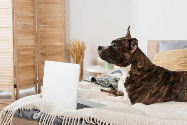 Staffordshire terrier lying near modern laptop on bed at home — стоковое фото