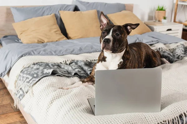 American staffordshire terrier lying near modern laptop on bed — Fotografia de Stock