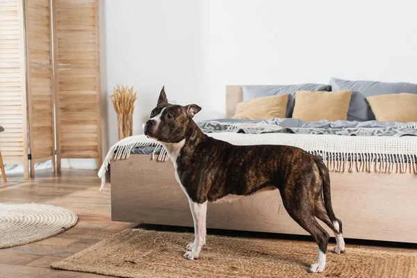 American staffordshire terrier standing on rattan carpet near bed — Stock Photo