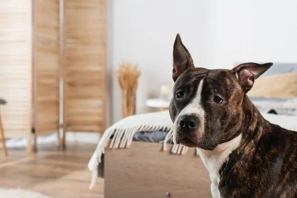 American staffordshire terrier cerca de cama en casa - foto de stock