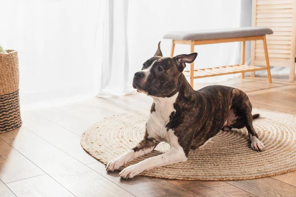 American staffordshire terrier lying on round rattan carpet at home — стокове фото