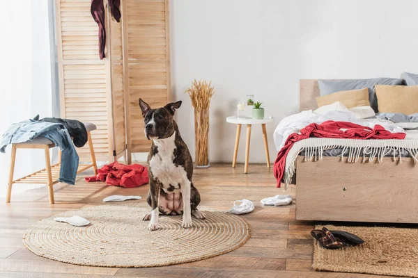 American staffordshire terrier sitting on rattan carpet around clothes on floor in messy bedroom - foto de stock