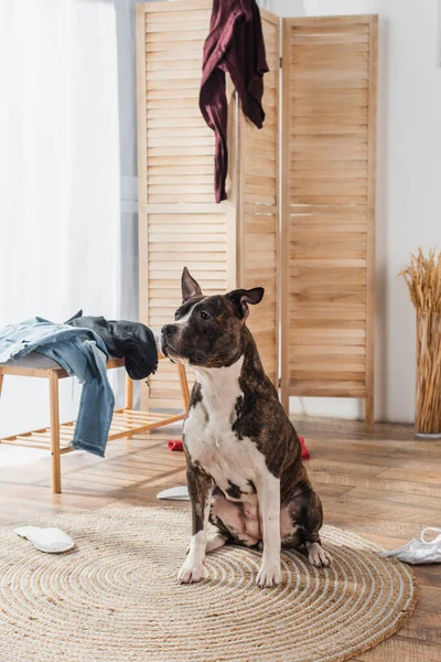 American staffordshire terrier sitting on rattan carpet around clothes on floor in messy apartment — стокове фото