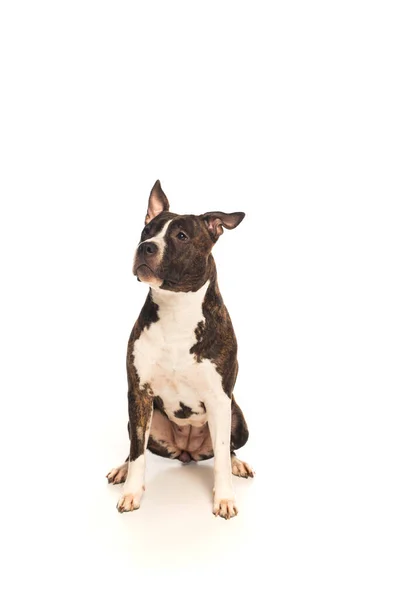 Purebred american staffordshire terrier sitting isolated on white — Photo de stock