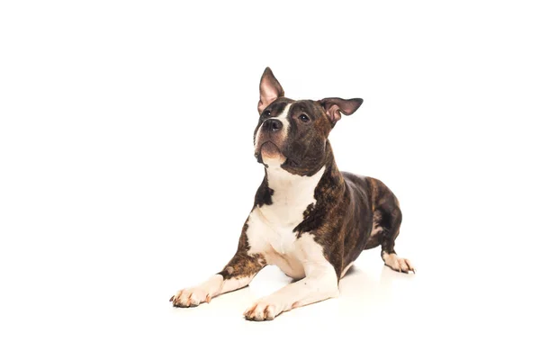 Purebred american staffordshire terrier lying and looking away isolated on white — стоковое фото