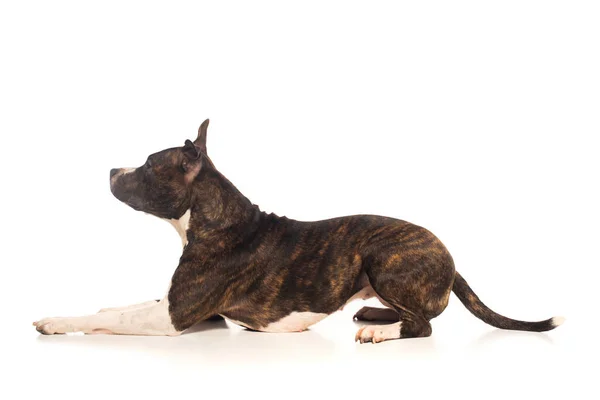 Purebred staffordshire terrier lying isolated on white — Fotografia de Stock