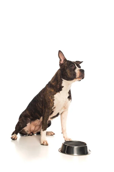 Purebred american staffordshire terrier sitting near bowl with pet food isolated on white — Stockfoto