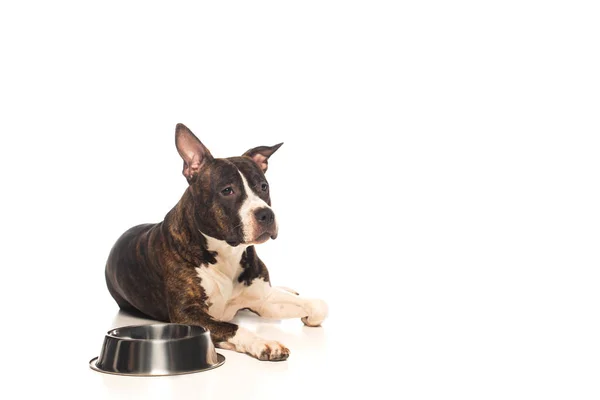 Pura raza americano staffordshire terrier acostado cerca de cuenco con comida para mascotas aislado en blanco - foto de stock