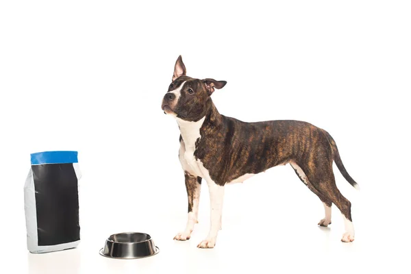 Pura raza americano staffordshire terrier de pie cerca de cuenco y bolsa con comida para mascotas aislado en blanco - foto de stock