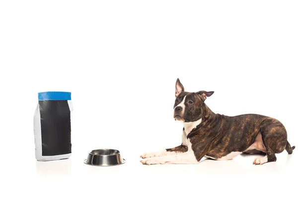 Purebred american staffordshire terrier lying near bowl and bag with pet food isolated on white — стоковое фото