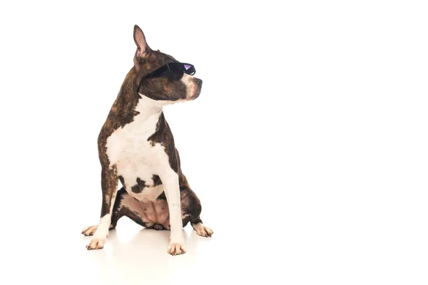 American staffordshire terrier en elegante gafas de sol sentado aislado en blanco - foto de stock