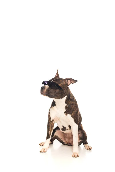 American staffordshire terrier in sunglasses sitting on white — Foto stock