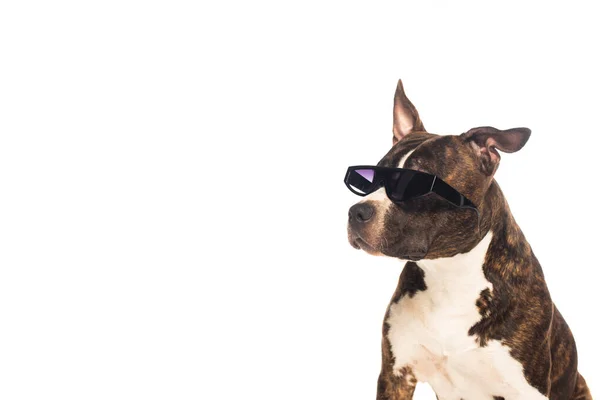 American staffordshire terrier en gafas de sol con estilo aislado en blanco - foto de stock