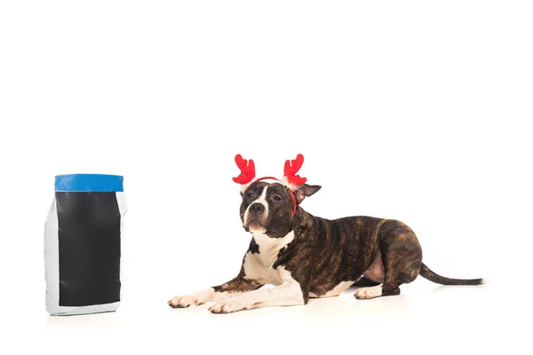 American staffordshire terrier in reindeer antlers headband lying near bag with pet food  on white — Fotografia de Stock