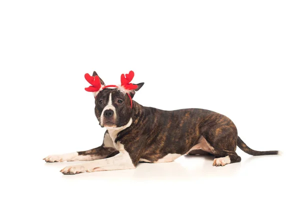 American staffordshire terrier in reindeer antlers headband lying isolated on white — Stockfoto