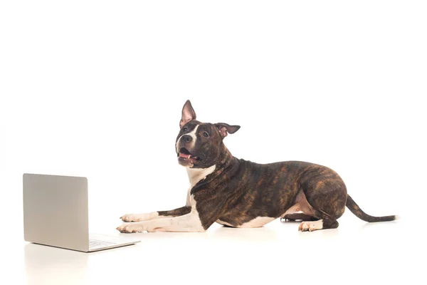 American staffordshire terrier lying near modern laptop on white — Foto stock