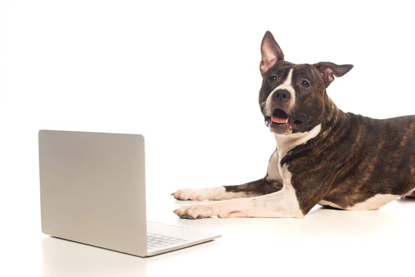 American staffordshire terrier lying near laptop on white — Stock Photo