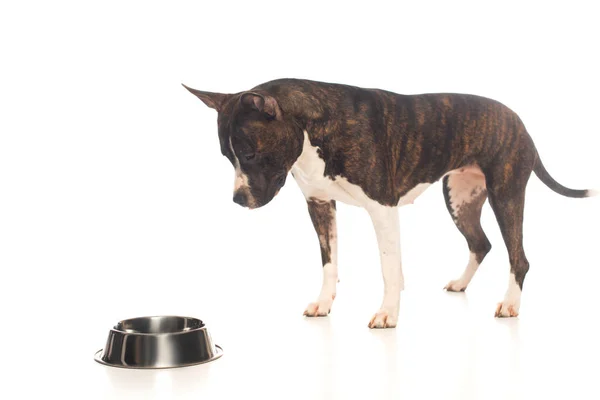 Purebred american staffordshire terrier standing near bowl with pet food on white — Fotografia de Stock