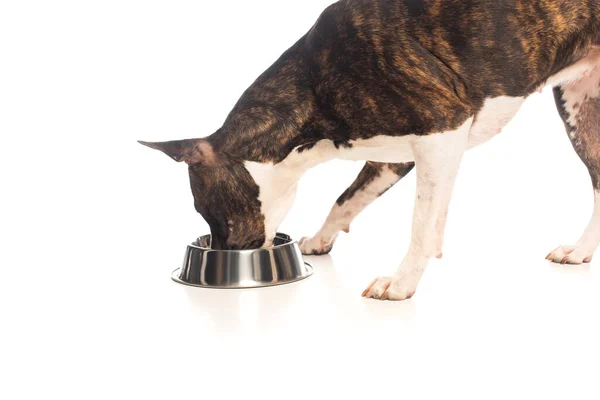 Purebred american staffordshire terrier standing near bowl and eating pet food on white — стоковое фото