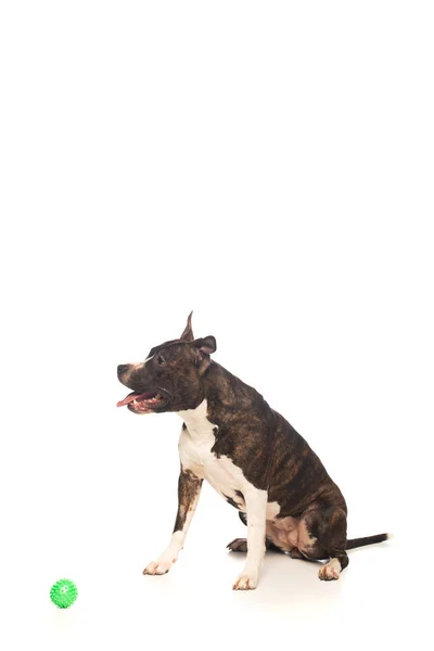 Purebred american staffordshire terrier sitting near rubber ball on white — Stock Photo