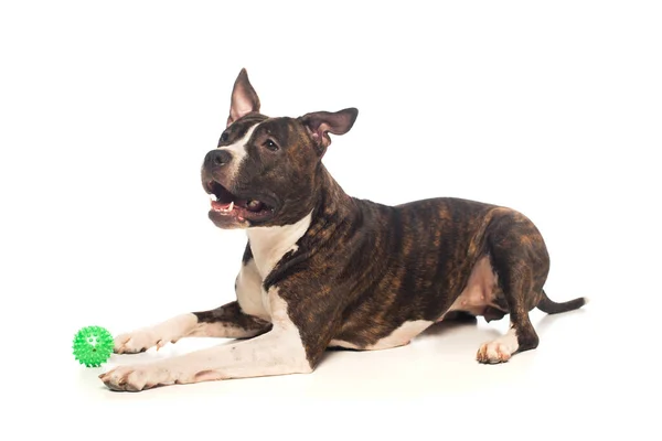 Purebred american staffordshire terrier lying near rubber ball on white — Stock Photo