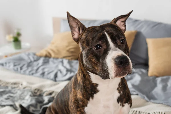 Close up of american staffordshire terrier at home — Stockfoto