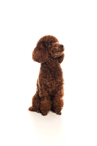 Purebred brown poodle sitting on white — Stockfoto