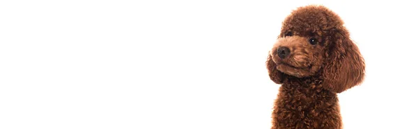 Purebred brown poodle looking away isolated on white, banner — Stock Photo