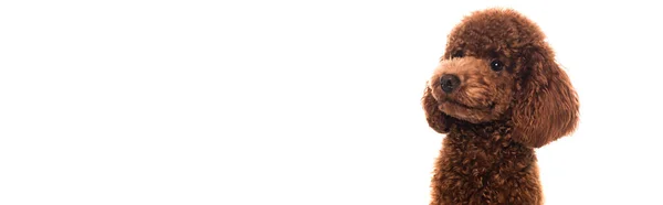 Purebred brown poodle looking away isolated on white, banner — Stockfoto