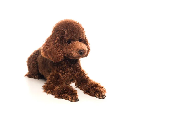 Purebred brown poodle lying on white background — стоковое фото