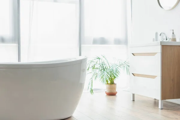 Baignoire blanche près de plantes en pot et lavabo avec articles de toilette dans la salle de bain moderne — Photo de stock