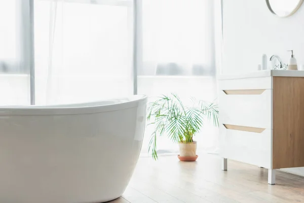 White bathtub near potted plant and sink with toiletries in modern bathroom — Stock Photo