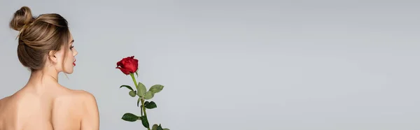 Back view of young woman with bare shoulders near red rose isolated on grey, banner — Stock Photo