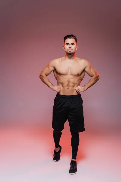 Longitud completa de la iluminación en el hombre sin camisa con los músculos posando en rosa y gris - foto de stock