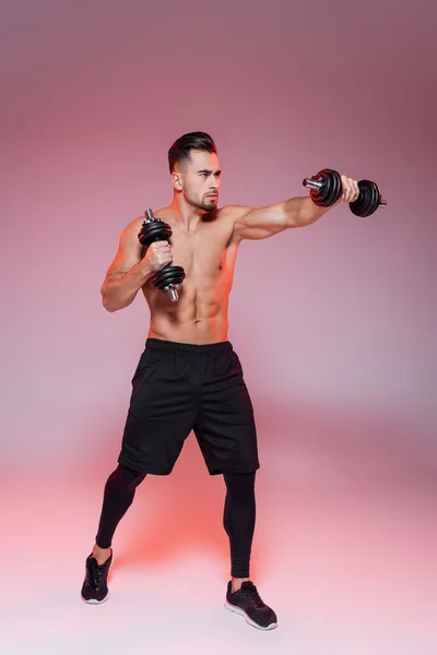 Full length of shirtless sportsman boxing with dumbbells on pink and grey — Stock Photo