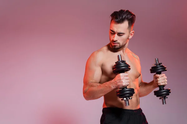 Young shirtless sportsman working out with dumbbells on pink and grey — Stock Photo