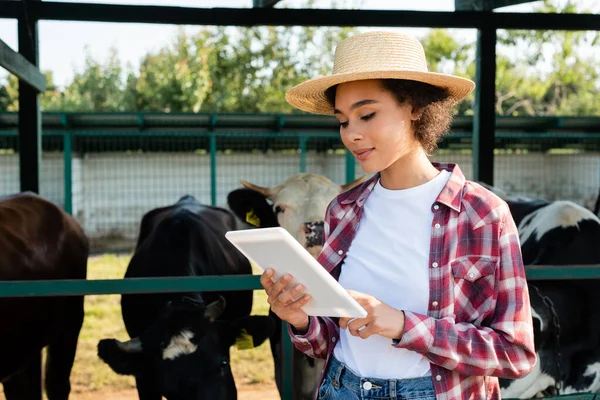 Jovem afro-americana em chapéu de palha usando tablet digital perto de vaca borrada — Fotografia de Stock