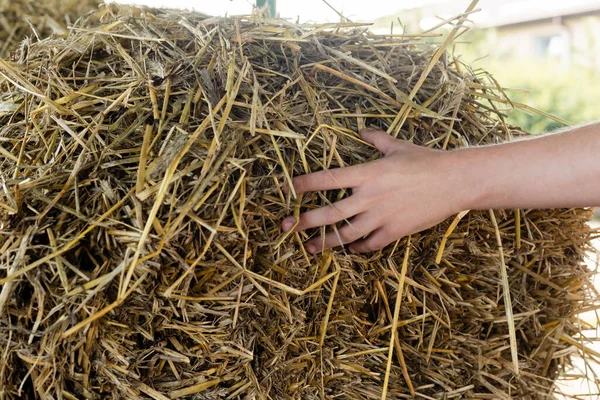 Cropped view of farmer touching dry hay on farm — Stock Photo