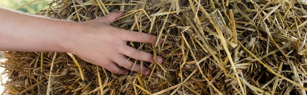 Cropped view of farmer touching hay, banner — Stock Photo