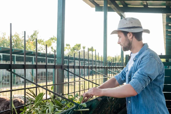 Vue latérale du fermier en chapeau de bord près de la crèche avec de la verdure — Photo de stock