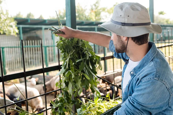 Granjero en ala sombrero sosteniendo ramas verdes cerca de pesebre y borrosa oveja - foto de stock