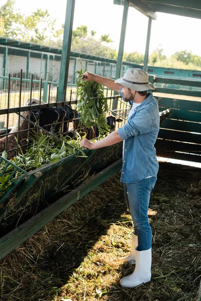 Visão de comprimento total do agricultor em roupas de ganga alimentando ovelhas em barraca — Fotografia de Stock