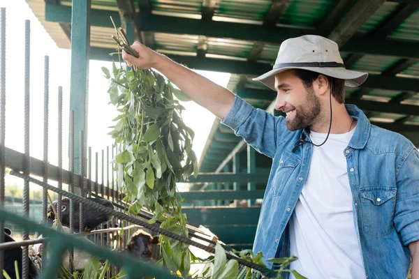 Agricultor sorridente em chapéu de aba alimentando ovelhas perto da manjedoura — Fotografia de Stock