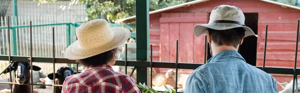 Vista posteriore di agricoltori multietnici in cappelli vicino pecore in azienda, banner — Foto stock