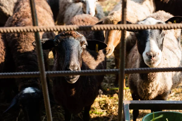 Herd of sheep near blurred metal fence on farm — Stock Photo