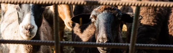 Herd of sheep behind metal fence on farm, banner — Stock Photo