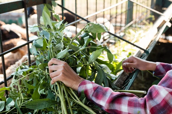 Vue recadrée d'une femme afro-américaine tenant de la verdure près d'une mangeoire — Photo de stock