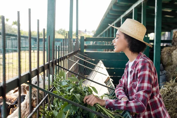 Vista lateral de mujer afroamericana en sombrero de paja alimentando ovejas cerca del pesebre - foto de stock