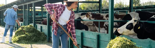 Interracial farmers working with hay near cows in stall, banner — Stock Photo